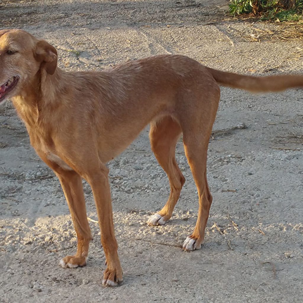 adopcion de perros en malaga