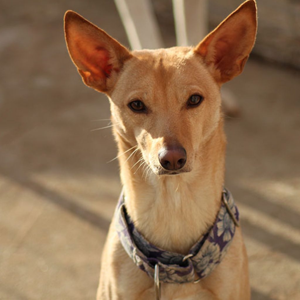 iris perra en adopcion en malaga