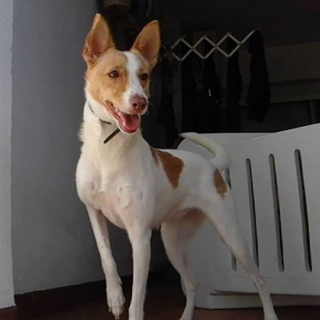 mati perra en adopcion en malaga