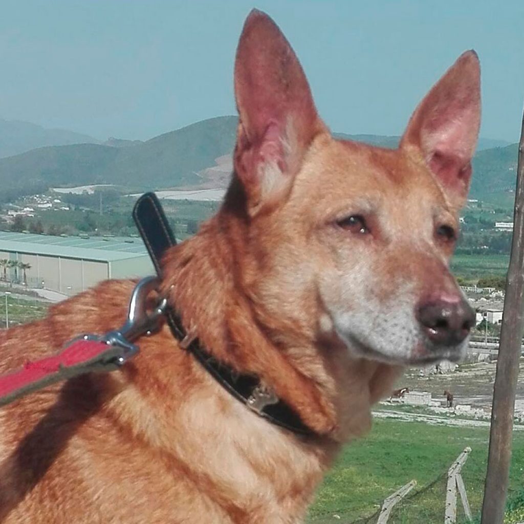 Maya-perro-en-adopcion-en-malaga