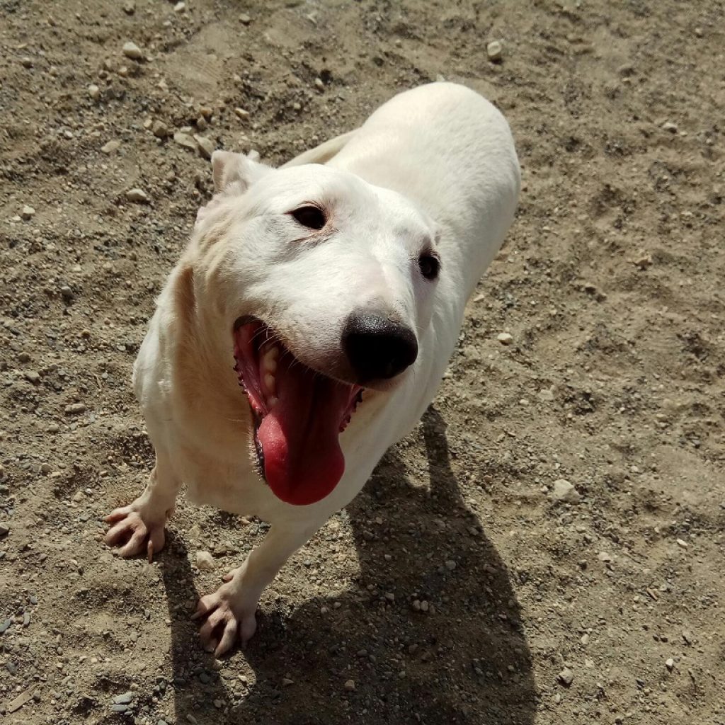 sasha precioso perro blanco en adopcion en malaga