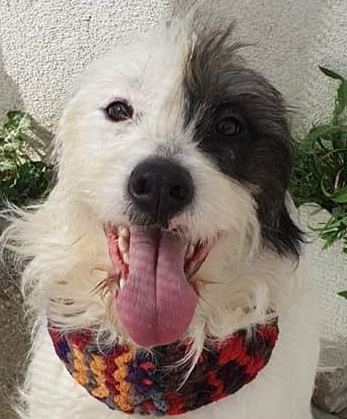 Decu Perro en Adopcion en Malaga