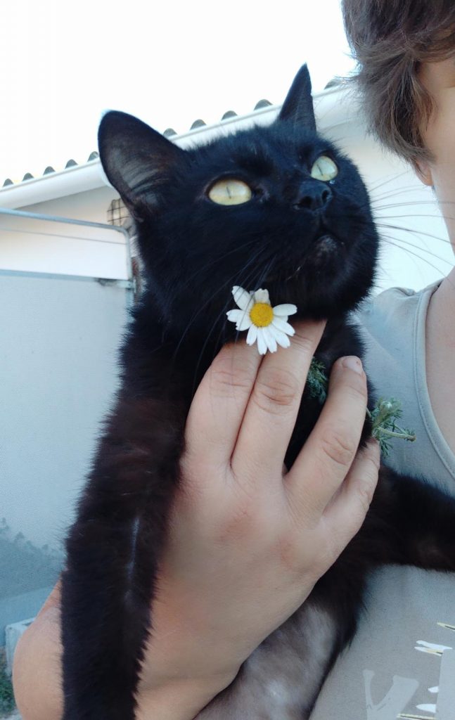 adoptar gato negro en malaga