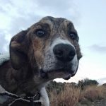 alberto perrro en adopcion en malaga