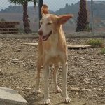 diana perra en adopcion en malaga