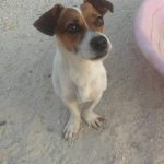 gin perro pequeño para adoptar en malaga