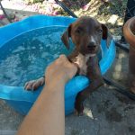 summer cachorrita en adopcion en malaga