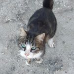 tito es un gato en adopcion en malaga